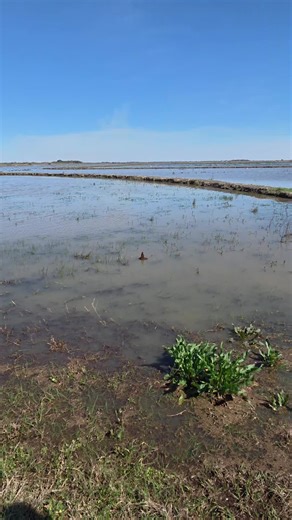 Unexpected Insect Encounters: The Dangers of Ant Stings