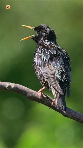 Common Starling Sounds | Bird Common Starling Perched On A Branch