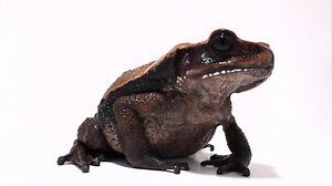 Measuring up to nearly 10 inches, the giant Blomberg’s toad is one of the largest toad species in the world. Young toads can sometimes be spotted on the banks of rivers and streams, but adults stick mainly to the interior of tropical forests, returning to the water only to reproduce. Breeding will take place in both temporary and permanent pools, preferably in areas with little human activity. Video taken at Arca Sapos. Centro Jambatu. #giant #toad #gianttoad #blombergstoad #giantblombergstoad #