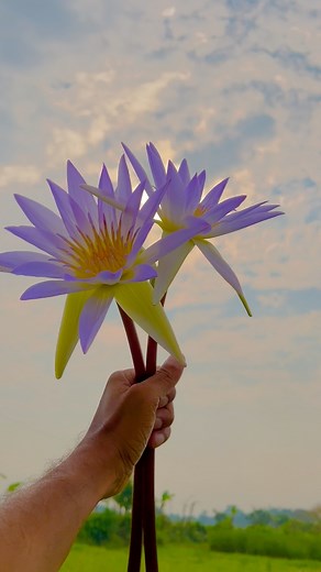 বললেই কি ভুলে যাওয়া যায়💝🫶🫀 . . . . . . #Diwali #ফুলগ্রাফি #foryouシ #fb #kolkata #flower #roses #reels | ফুলগ্রাফি