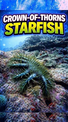 Most Dangerous Starfish in the Ocean 🌊