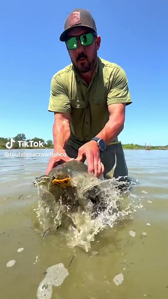 Exploring Turtle Meat: Taste, Cooking, and Nutrition