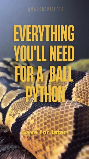 Your complete Ball Python Starter Kit!🐍 Ensure you’re meeting the recent husbandry standards with this must have list. 📌 Got questions? Don’t hesitate to drop DM for specialized care tips! Save this checklist for later! & Follow for more reptile tips!🦎 👇 @mads_reptiless • • • #ballpython #reptiles #Reptilecare #Leopardgecko #reptilesofinstagram #Beardeddragon