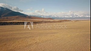 Altai Republic, Siberia, Russia. Rare trees, a highway in an endless field and steppe and huge snowy mountains in the background. Aerial view of the beautiful autumn wildlife of the Altai Territory