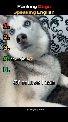 These dogs are basically having conversations 🐶🗣️😂 #dogranking #talkingdogs #funnydogs