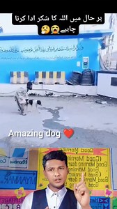 Masha Allah the dog is helping blind person ❤️❤️ It's Amin Vai #dog #helping #blinds #persons | It's Amin Vai