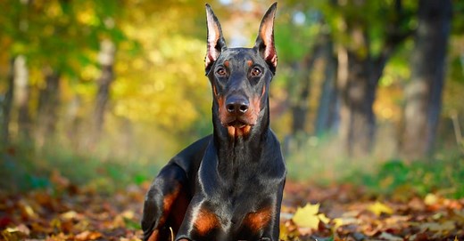 Doberman Pinscher Progression: Growth Chart, Milestones, and Training Tips