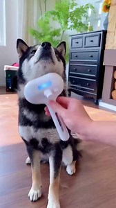 💨 Με ένα κλικ, πείτε αντίο στις χαλαρές τρίχες! 💆 Χαλαρωτικό μασάζ και απαλό ψεκασμό νερού που θα λατρέψει το κατοικίδιό σας. 🐾 Ιδανικό για όλους τους τύπους γούνας—σκύλους και γάτες! Κάντε κλικ παρακάτω για παραγγελία τώρα👇 | Vigoexpress