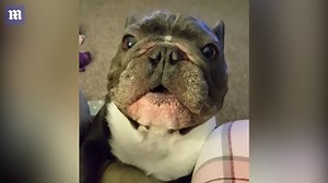 Hilarious French Bulldog sounds just like race car