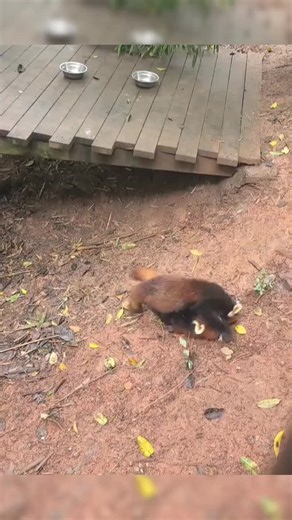 Do you know how red pandas fight each other?