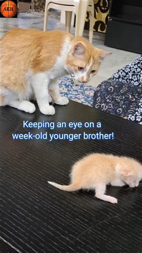 The Kittens 🥰😍😛😻