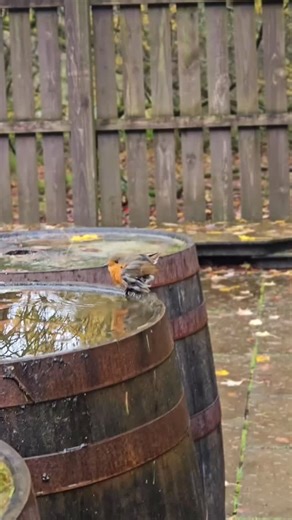 Today’s glimmer ✨️ A wee robin having a bath 🥰 Video by • @glimmers_in_nature | Daily Bird Show