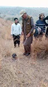 #hunting #with #goshawk #falconry In #Pakistan #hunting #video #super #shot | Khawar Ali Khaur