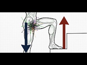 Biomechanics Explained: How the Body Really Moves