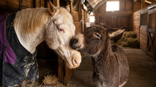 This little donkey guides his blind horse every day – and never leaves her side