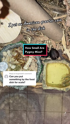 Tiny African Pygmy Mice in Action