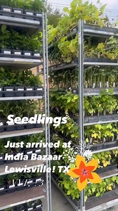 149 reactions · 12 shares | Seedlings  just arrived at INDIA BAZAAR LEWISVILLE TX #telugu #seedlings #indiabazaar #indiabazaar #MangoMania #IndiaBazaar #Indiabazaar #Lewisville #Vegan #Shivratri | India Bazaar | Facebook