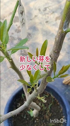レモンの育て方、芽かきで早く大きく育つ #家庭菜園 #現代農業 #農業 #ファーム生活 #野菜 #庭作業 #gardening #観葉植物 #ショート
