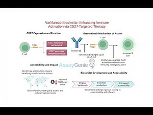 Varlilumab Unlocking CD27’s Potential in Cancer Research