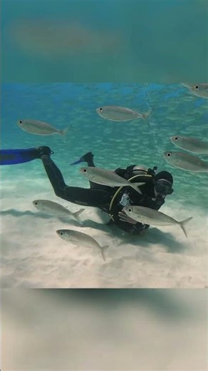 Run Over By A School Of Fish #gopro #scuba #bonaire #travel #beach