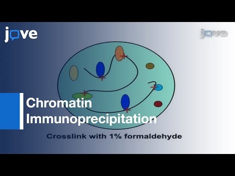 (ChIP):Assay Dynamic Histone Modification In Activated Gene Expression
