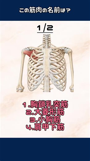 【肩甲下筋】の作用は肩関節の内旋、前方安定化です。 肩甲下筋は前方の安定性を担っているため筋力低下などが起こると肩関節脱臼の可能性が高くなります。ラグビー選手など脱臼が多いスポーツや事故で脱臼してしまった方は肩甲下筋のトレーニングをし反復性脱臼になりにくい体づくりが大切です。 ▶起始停止・支配神経 起始→肩甲骨下窩 停止→上腕骨小結節 支配神経→肩甲下神経C5/6 ⁡ 【三角筋】の作用は前部、中部、後部によって変わります。 前部→肩関節の屈曲、内旋、水平屈曲 中部→肩関節の外転、骨頭を上に引き上げる 後部→肩関節の伸展、外旋、水平伸展 三角筋はフォースカップルで重要な筋肉です。 ローテーターカフとの関係性も特に重要で連動して肩の動きを再現しています。 ▶起始停止・支配神経 ［起始］ 前部→鎖骨外側1/3 中部→肩峰 後部→肩甲棘 ［停止］→上腕骨三角筋粗面 ［支配神経］→腋窩神経C5/6 ⁡ #nissy解剖学 ⁡ #肩こり #猫背 #首こり #整体