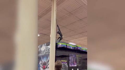 Monkey in diaper causes chaos inside Texas Spirit Halloween store