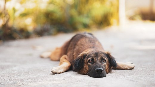 Can You Overexercise Your Dog? 12 Signs to Watch Out For!