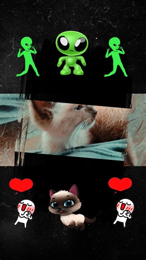 #fypシ #blessed #thankful #grateful #love #pet #cat #kitty #beautiful #adorable #cute #meow #GodIsGood #GodIsGreat #GodIsAble #GodIsFaithful #GodIsAllPowerful #GodIsAllMighty #GodIsAllKnowing #GodIsInControl #BlessedbetheLord 👑 #Yeshua 👑 #GodBlessYouAlways 🫵🫶🙌 | Justin Tyler Parham