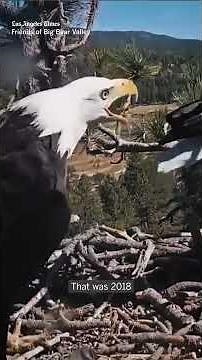 How Jackie met Shadow: the story behind Big Bear’s beloved bald eagle couple