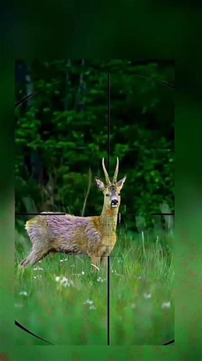 roe deer shooting
