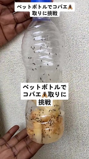 アフリカのコバエ駆除対策とDIYトラップ