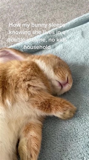 Rabbit Sleep Patterns Revealed: How Do Bunnies Rest?