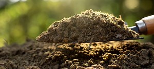 Best Fertilizers for Lawns and Plants | DoItYourself.com