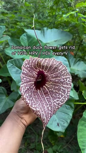 ☝️ONLY TO BE DONE ONCE A YEAR. During this process and after this process you need to HYDRATE, hydrate, HYDRATE. It’s recommended that you hydrate with coconut water but spring was is ok too. The Duck Flower Detox is available now in our shop. This powerful #alkaline #electric #herb is a rare find, so if you are interested in doing this detox please get yours now while it is in stock. The Duck Flower blossoms only ONCE per year so when it sells out, we won’t restock until next year.. Dr. Sebi in