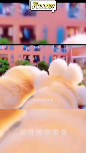 cute cat paws#cute #cutecat #cat #catsoftiktok #fyp #fypシ #pet #pets #petsoftiktok