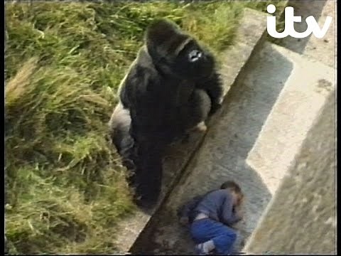 Jambo the Gorilla: The Gentle Giant - 1986