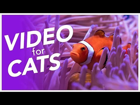 Video For Cats 📺 - Underwater Fish Video for Cats (20 Hours of Underwater Diving)