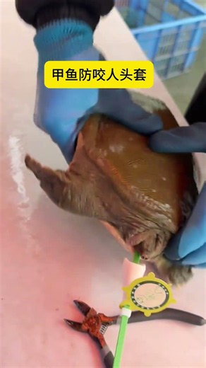 Handling Softshell Turtles Barehanded Is Dangerous, Essential Anti-Bite Gear For Breeders #animals