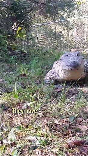 Cuban crocodile - More unique than you might think.