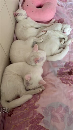 Four Cats Enter Sleep Mode at the Same Time 四只猫同时开启睡眠模式 #cat #貓咪日常 #kitten #cutecat #pets #animals