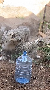 1.2M views · 10K reactions | Willow, Como’s baby Snow Leopard, made her public debut today, with mom, Alya, closely shadowing her. Although she’s blind, she’s very mobile and seems to love exploring! Read more about bringing up Willow here: https://comofriends.org/impact-and-news/2023/07/bringing-up-baby/ : Educator Brigid | Como Park Zoo & Conservatory | Facebook