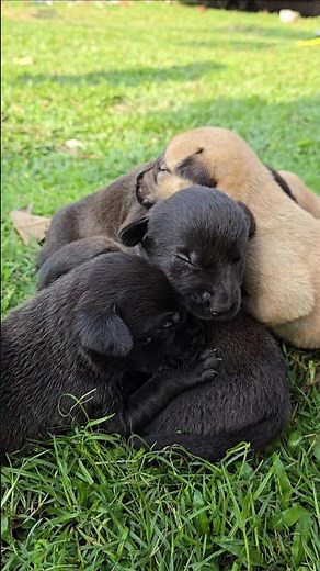 8days Old Black Newborn Labrador Puppies 🐶cute Lab