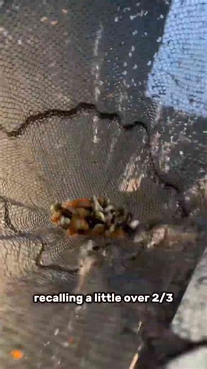 Raising goldfish the Japanese way: Secrets to healthy, happy fish