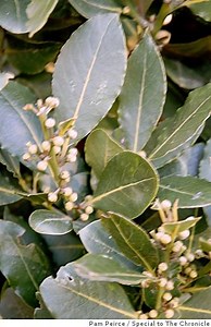 It's not easy to tell two laurel species apart