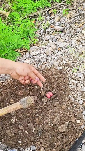 Planting sword beans Tutorial #farming #shorts