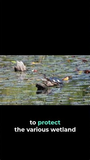 Why They're Called Eastern "Painted" Turtles | LIPBS