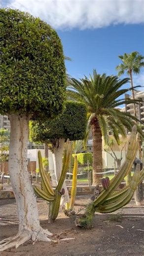 landscape design/diseño paisajístico/#shorts