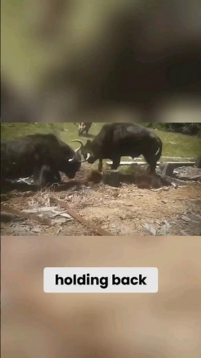 Epic Battle: Yak vs. Bull - Clash of Giants #bull #yak #animals #wildlife #wildnature ##wildlife