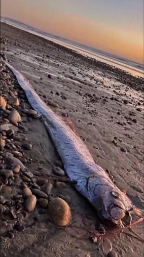 Oarfish: The Elusive Deep-Sea Serpent of Myth & Mystery 🌊🐉